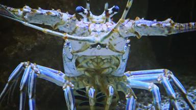 多刺的龙虾小龙虾岩石龙虾家庭龙虾科冒险水族馆卡姆登泽西岛美国