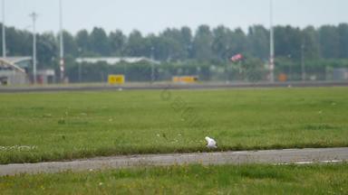 海鸥阿姆斯特丹机场
