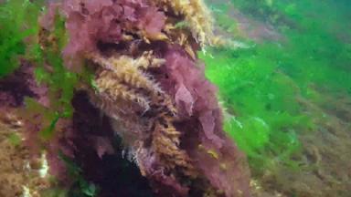 方尖碑水螅虫息肉包围绿色红色的藻类海底黑色的海水下景观