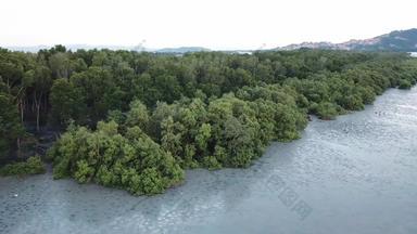 空中视图红树林森林白鹭鸟低潮槟城