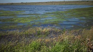 盐湖杂草丛生的藻类cladophora西瓦申西斯小苍蝇蒂利古尔斯基河口乌克兰黑色的海