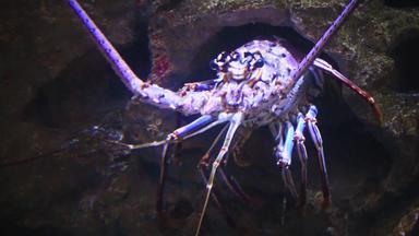 多刺的龙虾小龙虾岩石龙虾家庭龙虾科冒险水族馆卡姆登泽西岛美国