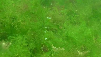 积累藻类底空气泡沫散发底虾藻类黑色的海