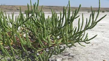 蓬子欧洲公司常见的欧洲海蓬子欧洲海蓬子halophytic年度双子叶植物生长区潮间带盐沼泽库亚尔尼克河口乌克兰
