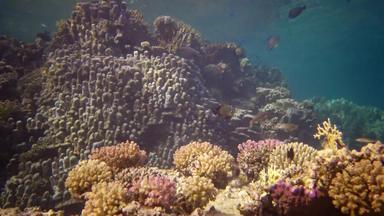 生活珊瑚礁静态<strong>视频</strong>珊瑚礁红色的海阿布配音美丽的水下景观热带鱼珊瑚埃及