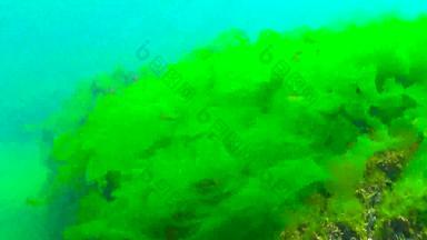 藻类黑色的海绿色藻类石莼浒苔海底黑色的海