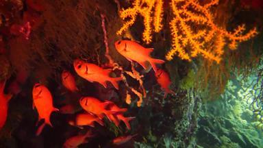珠宝仙女basslet假<strong>单</strong>胞菌鳞状螨物种鱼游泳珊瑚礁红色的海埃及