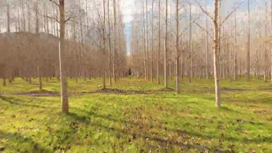 无人机镜头种植杨树森林秋天时间