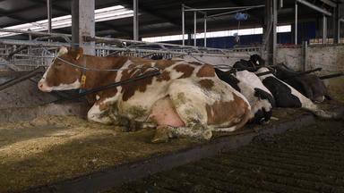 牛乳制品农场说谎葡萄酒弗里斯兰荷兰