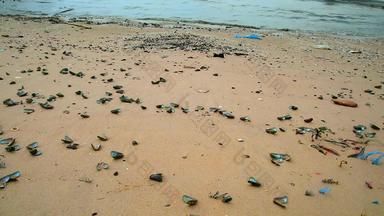 贝壳这海滩由于不断上升的海温度由于<strong>全球</strong>气候<strong>变暖</strong>