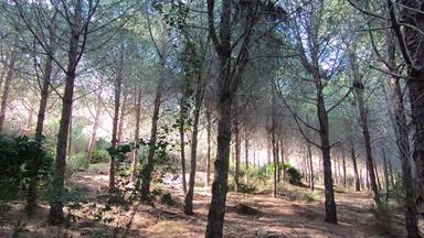 全景慢运动松森林海太阳的射线渗透树树干创建神奇的<strong>大气</strong>