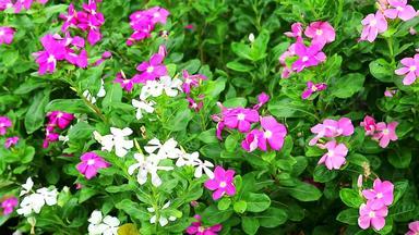 粉红色的白色madagasca小长春花玫瑰小长春花绿色叶子花园