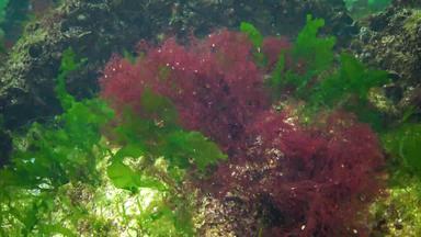 藻类黑色的海红色的绿色藻类铈石莼浒苔海底黑色的海