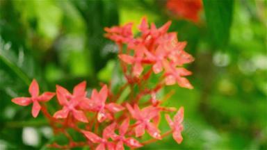 Ixora红色的小花植物湿透了湿雨水美丽的室内植物花背景设计视频镜头多雨的一天季风季节雨雷声声音效果自然美关闭