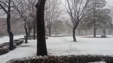 雪地面树分支机构冬<strong>天降</strong>雪季节