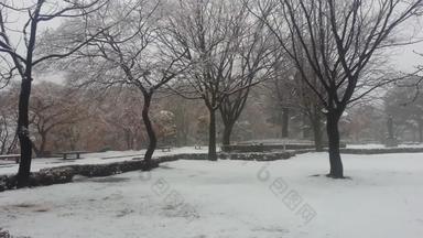 视图雪地面树公共公园冬<strong>天降</strong>雪季节