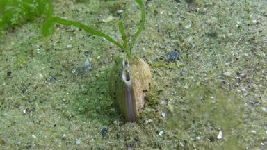 软体动物chamelea加利纳绿色藻类<strong>成长</strong>生活沙子过滤器水虹吸管