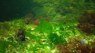 藻类黑色的海红色的绿色藻类铈石莼浒苔海底黑色的海