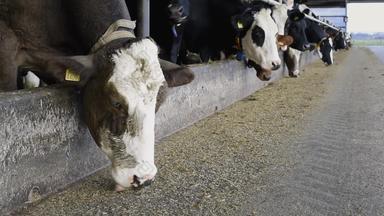 牛乳制品农场吃葡萄酒弗里斯兰荷兰