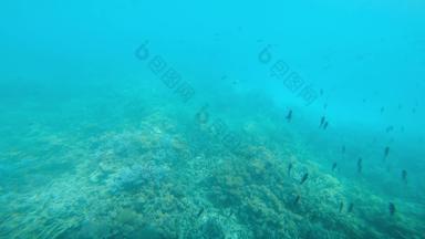 红色的海橙色鱼水下海鱼热带鱼礁海洋色彩鲜艳的水下<strong>海景</strong>摘要珊瑚<strong>海景</strong>礁珊瑚场景珊瑚花园<strong>海景</strong>水下气氛珊瑚珊瑚礁