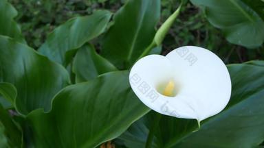 白色马蹄莲莉莉花黑暗绿色叶子优雅的花开花异国情调的热带丛林热带雨林时尚的时尚的植物大气自然生动的绿色植物天堂审美阿鲁姆植物