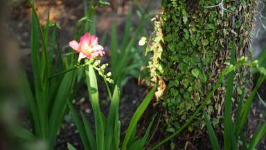 小小苍兰风信子<strong>紫</strong>色的花森林加州美国春天早....<strong>大气</strong>精致的小<strong>紫</strong>罗兰色的粉红色的绿色植物春天仙女植物纯新鲜荒野木生态系统