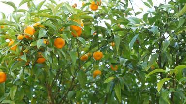 柑橘类橙色普通话<strong>水果</strong>树加州美国春天花园美国当地的农业农场种植园<strong>家园</strong>园艺多汁的新鲜的叶子异国情调的热带树叶收获分支