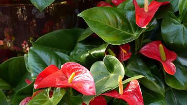 红色的马蹄莲莉莉花黑暗绿色叶子优雅的栗色花开花异国情调的热带丛林热带雨林时尚的时尚的植物大气自然生动的绿色植物天堂审美阿鲁姆植物