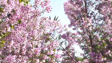 希斯树粉红色的花加州美国艾丽卡树栖动物布瑞尔·罗根春天布鲁姆首页园艺美国装饰观赏室内植物自然植物大气淡紫色紫色春天开花