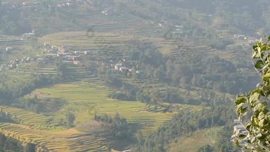 景观大米梯田农村全景视图大米梯田绿色农村土地喜马拉雅山脉山阳光尼泊尔纳加阔特