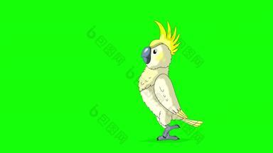 黄色的凤头鹦鹉鹦鹉