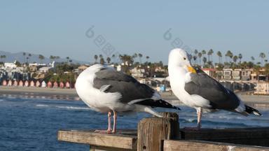 海鸥木码头栏杆鸟关闭海滨加州海滨房子