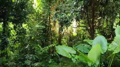绿色植物丛林热带绿色植物日益增长的森林阳光明媚的一天自然神奇的风景热带雨林野生植被怪物藤本植物深热带森林无人机视图