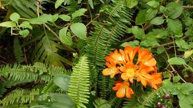 故乡布什南非黑人莉莉花加州美国君子兰miniata<strong>橙色</strong>艳丽的异国情调的激烈的充满活力的植物布鲁姆热带丛林热带雨林<strong>大气</strong>自然花园生动的<strong>新</strong>鲜的多汁的绿色植物