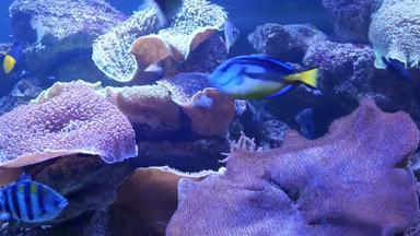 物种软<strong>珊瑚</strong>鱼莉拉克水族馆紫罗兰色的紫外线光紫色的荧光热带水生天堂异国情调的<strong>背景珊瑚粉</strong>红色的充满活力的幻想装饰坦克
