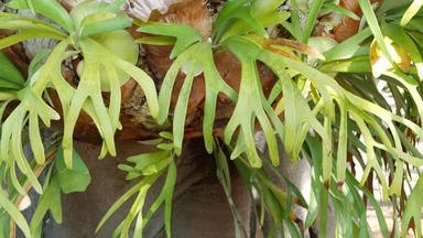 埃尔克霍恩鹿角蕨类植物绿色叶子异国情调的热带亚马逊丛林热带雨林植物大气自然郁郁葱葱的树叶生动的绿色植物天堂审美桔梗分叉多汁的新鲜的植物
