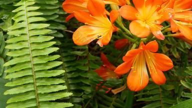 故乡布什南非黑人莉莉花加州美国君子兰miniata橙色艳丽的异国情调的激烈的充满活力的植物布鲁姆热带丛林热带雨林大气自然花园生动的新鲜的多汁的绿色植物