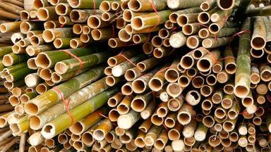 轮交叉切片竹子树干包堆栈准备建筑建设材料亚洲自然纹理桩把树森林砍伐概念装饰家具源