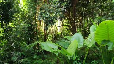 <strong>绿色植物</strong>丛林热带<strong>绿色植物</strong>日益增长的森林阳光明媚的一天自然神奇的风景热带雨林野生植被怪物藤本植物深热带森林无人机视图