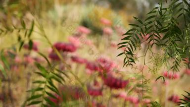 幸运的钟粉红色的花花园加州美国妈妈。成千上万的人春天布鲁姆草地浪漫的植物大气精致的墨西哥他长寿植物开花珊瑚大马哈鱼春天颜色