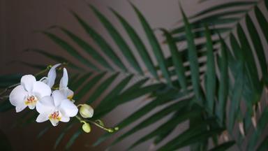 白色兰花花棕榈叶状体叶子影子优雅的精致的软花开花异国情调的热带丛林热带雨林时尚的时尚的植物大气黑暗自然绿色植物天堂审美