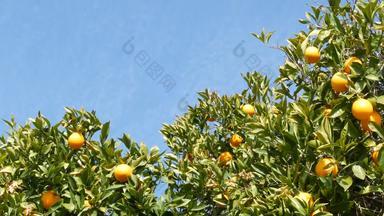 柑橘类橙色<strong>水果</strong>树加州美国春天花园美国当地的农业农场种植园<strong>家园</strong>园艺多汁的新鲜的叶子异国情调的热带收获分支春天天空