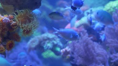 物种软<strong>珊瑚</strong>鱼莉拉克水族馆紫罗兰色的紫外线光紫色的荧光热带水生天堂异国情调的<strong>背景珊瑚粉</strong>红色的充满活力的幻想装饰坦克