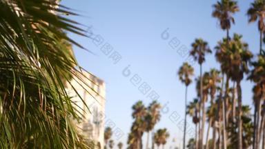 手掌这些洛杉矶加州美国夏季审美圣诞老人莫妮卡威尼斯海滩太平洋海洋<strong>清晰</strong>的蓝色的天空标志性的棕榈树<strong>大气</strong>贝弗利山好莱坞共鸣