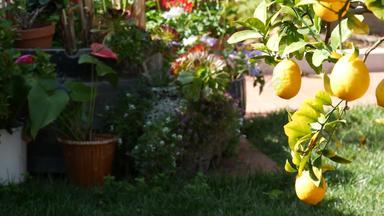 柑橘类柠檬黄色的<strong>水果</strong>树加州美国春天花园美国当地的农业农场种植园<strong>家园</strong>园艺多汁的新鲜的叶子异国情调的热带树叶收获分支