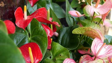 红色的马蹄莲莉莉花黑暗绿色叶子优雅的栗色花开花异国情调的热带丛林热带雨林时尚的时尚的植物大气自然生动的绿色植物天堂审美阿鲁姆植物
