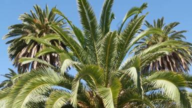 手掌这些洛杉矶加州美国夏季审美圣诞老人莫妮卡威尼斯海滩太平洋海洋<strong>清晰</strong>的蓝色的天空标志性的棕榈树<strong>大气</strong>贝弗利山好莱坞共鸣