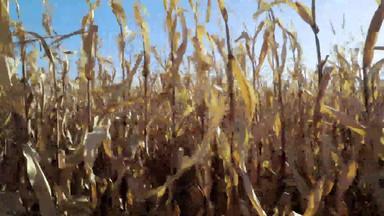 玉米迷宫玉米迷宫迷宫减少玉米场玉米迷宫annville宾西法尼亚玉米迷宫受欢迎的旅游景点北美国
