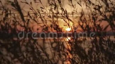 美妙的夕阳穿过湖面上的芦苇，风在移动芦苇。 自然美景，夏日时光.. 快乐的时刻。