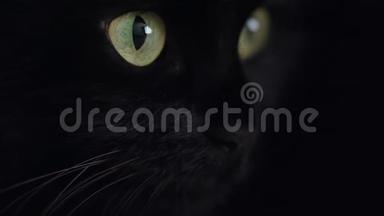 特写一只绿色<strong>眼睛</strong>的黑色毛茸茸的猫的肖像。 万圣节标志